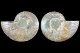Cut & Polished Ammonite Fossil - Agatized #78366-1